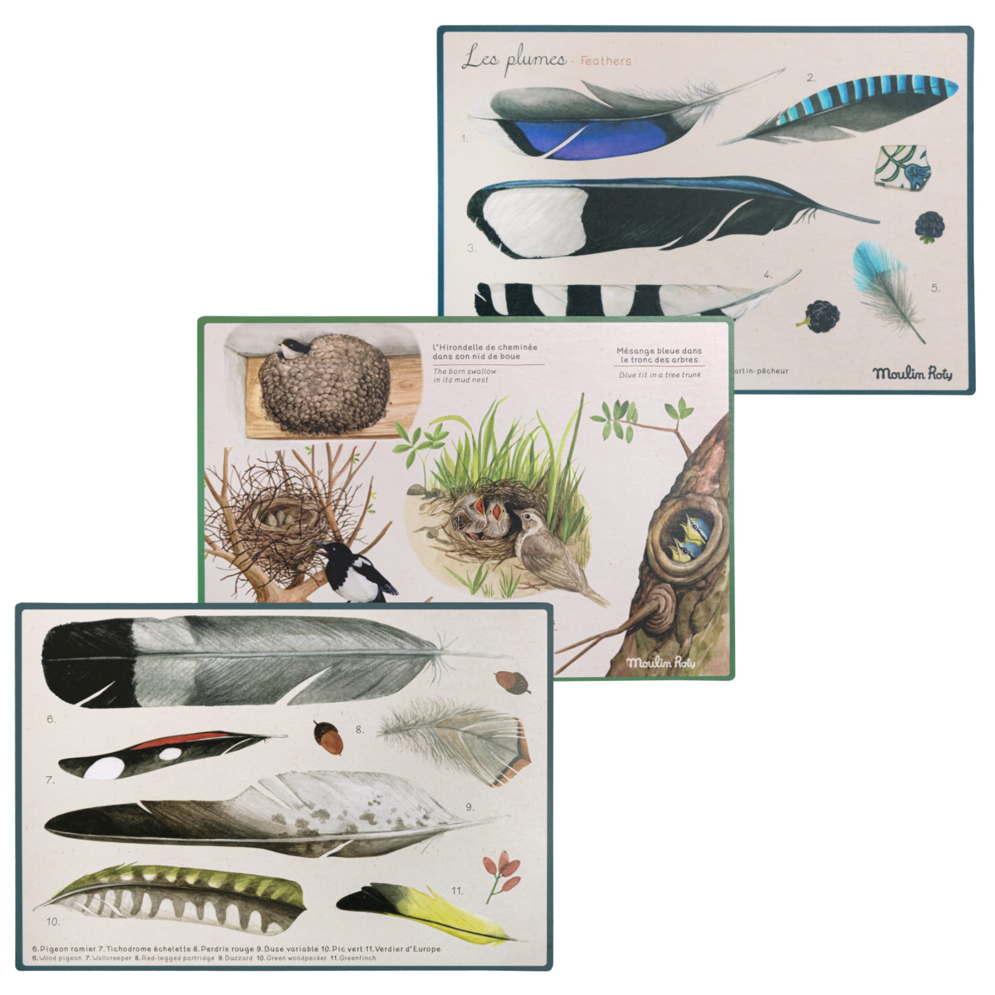 Bird Discovery Box (French/English)