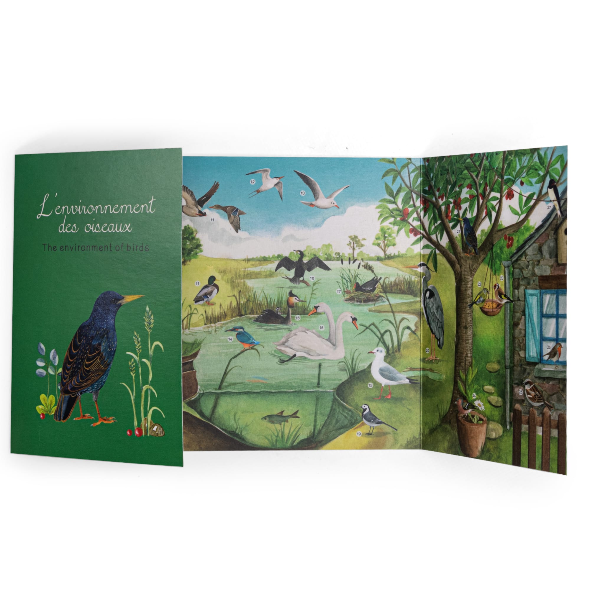 Bird Discovery Box (French/English)