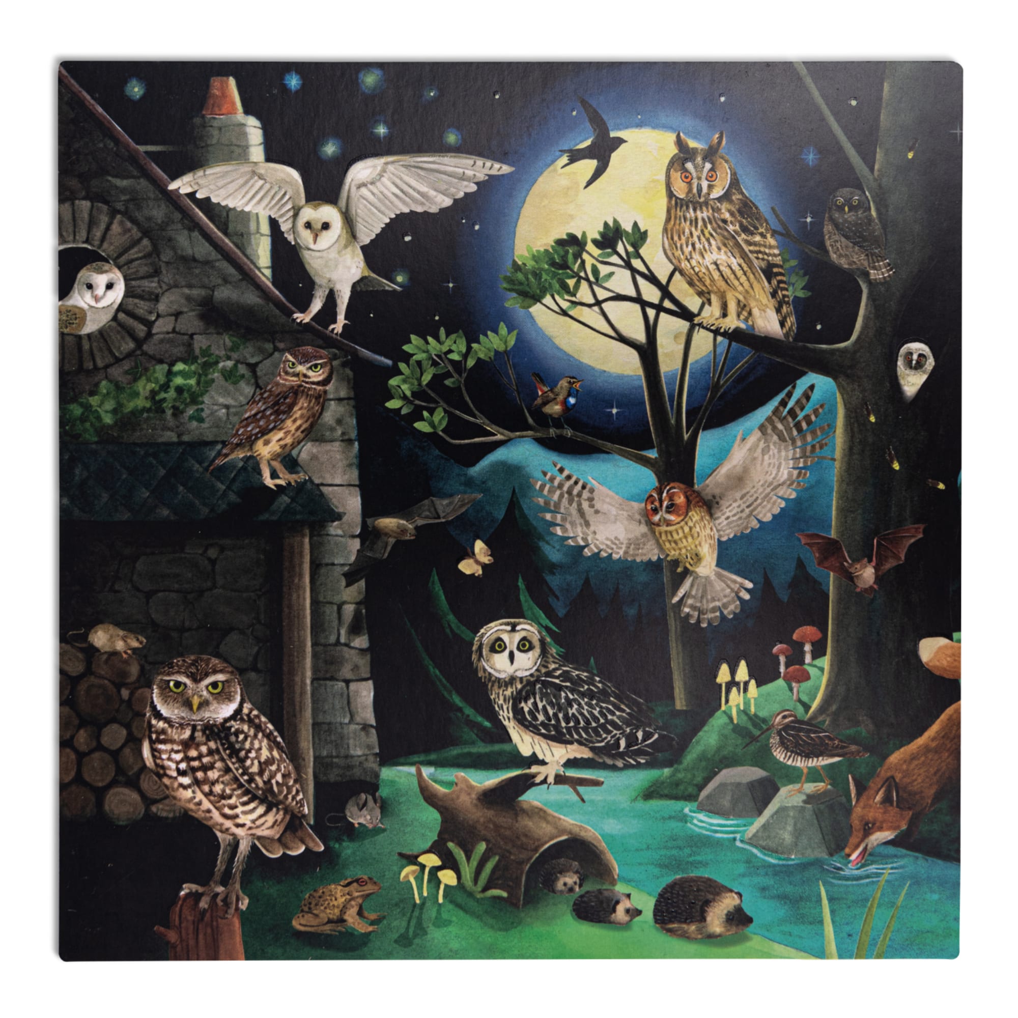 Bird Discovery Box (French/English)