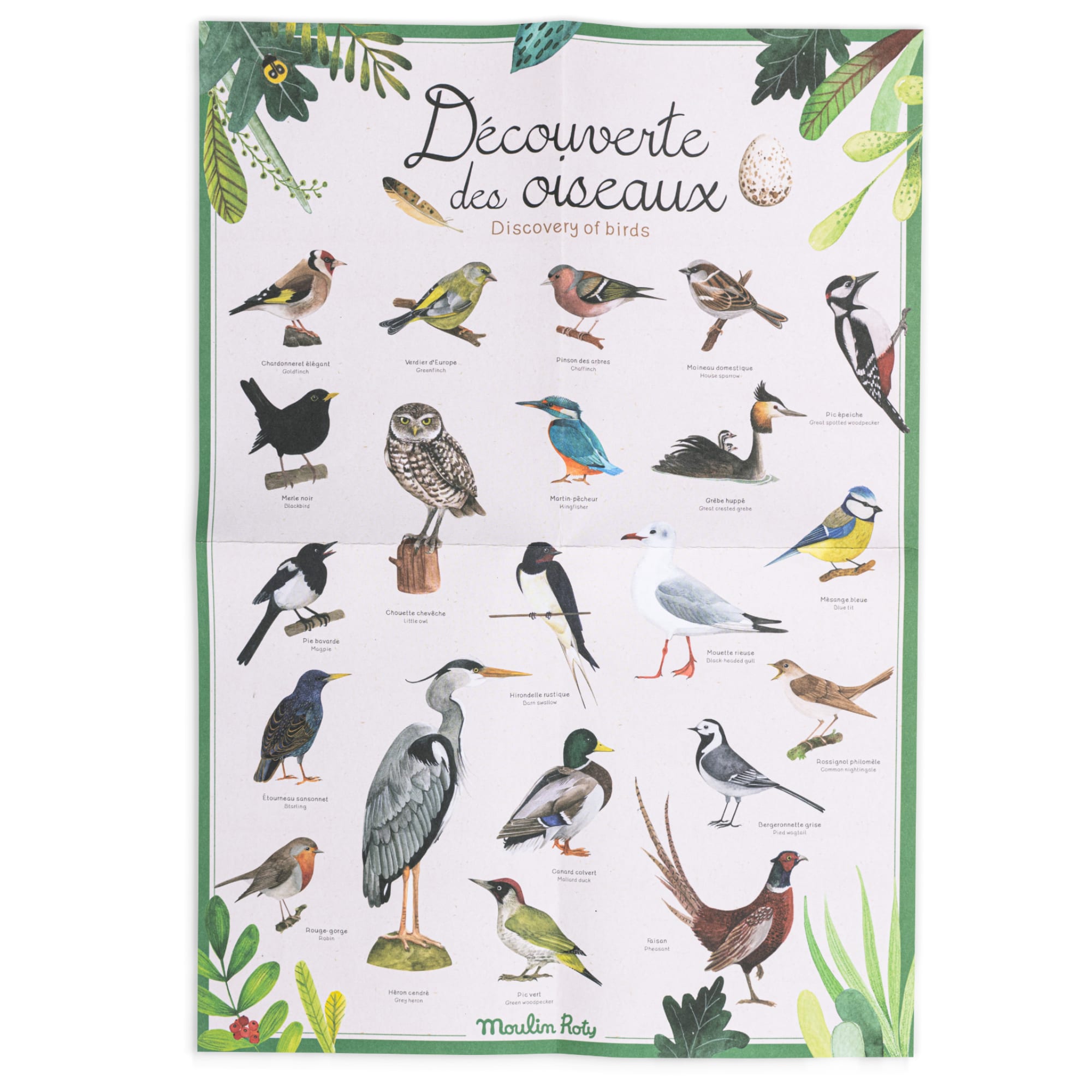 Bird Discovery Box (French/English)