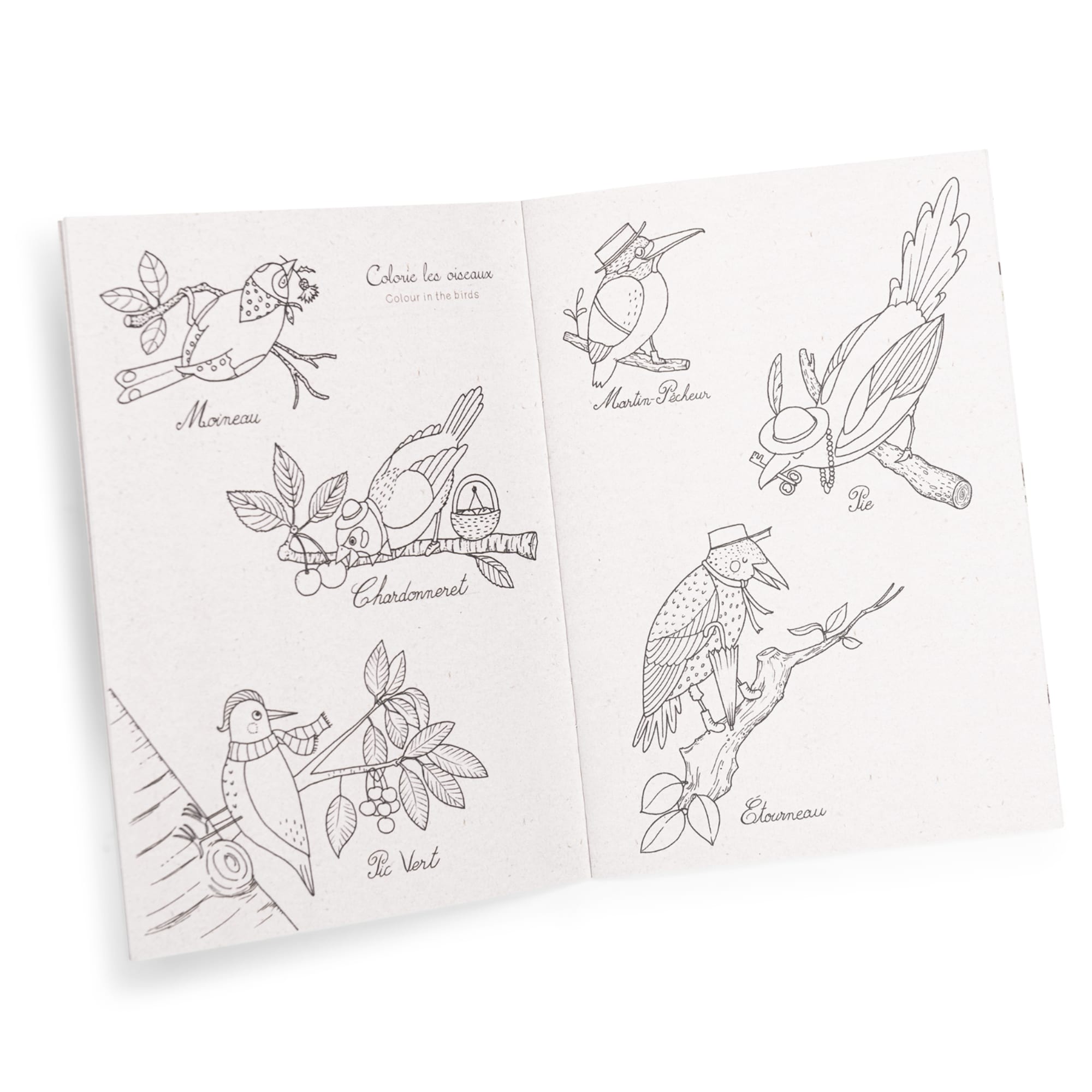 Bird Discovery Box (French/English)