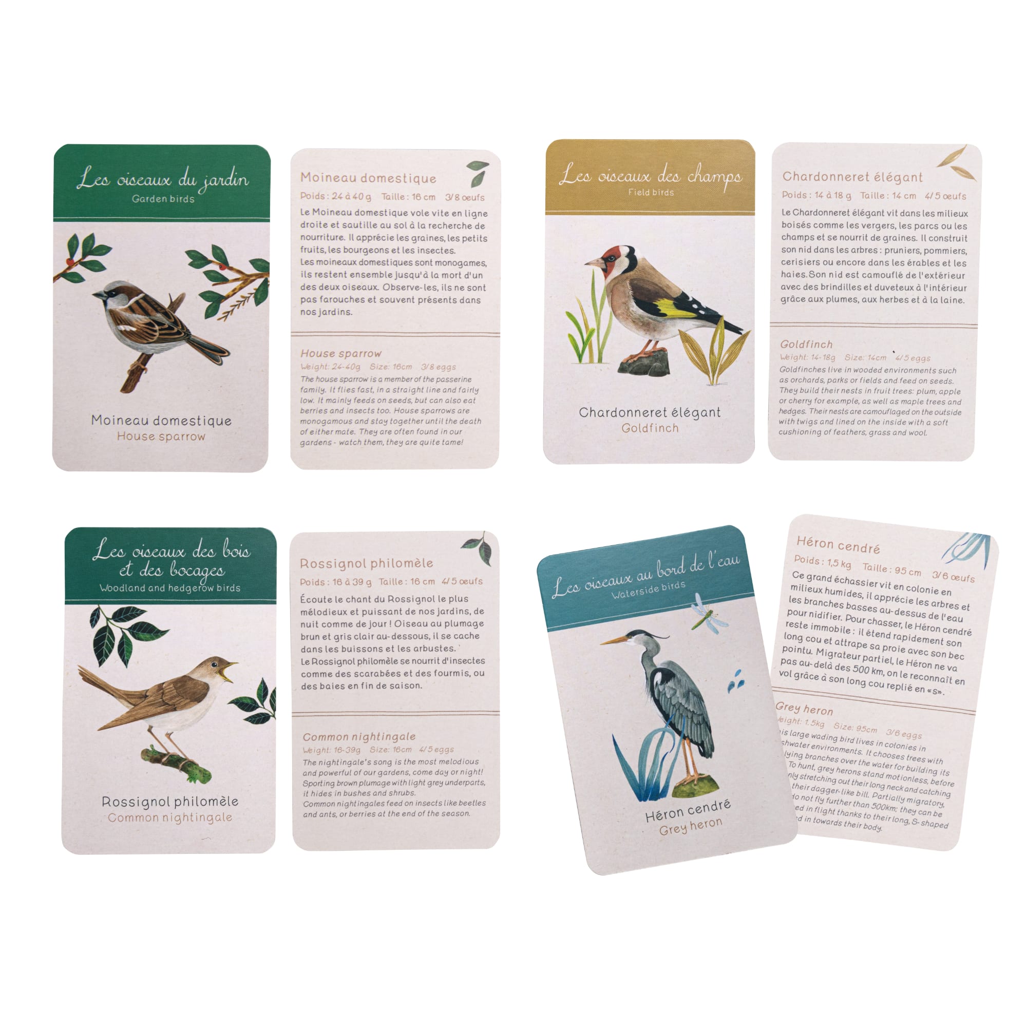 Bird Discovery Box (French/English)