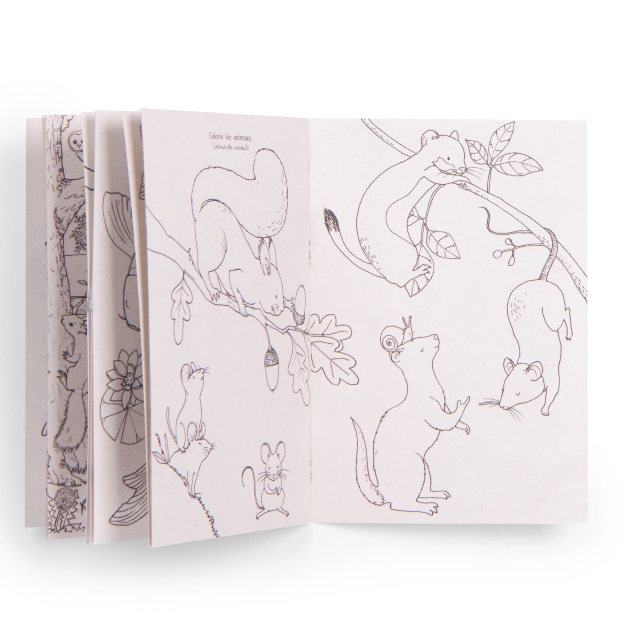 Animal Discovery Box (French/English)