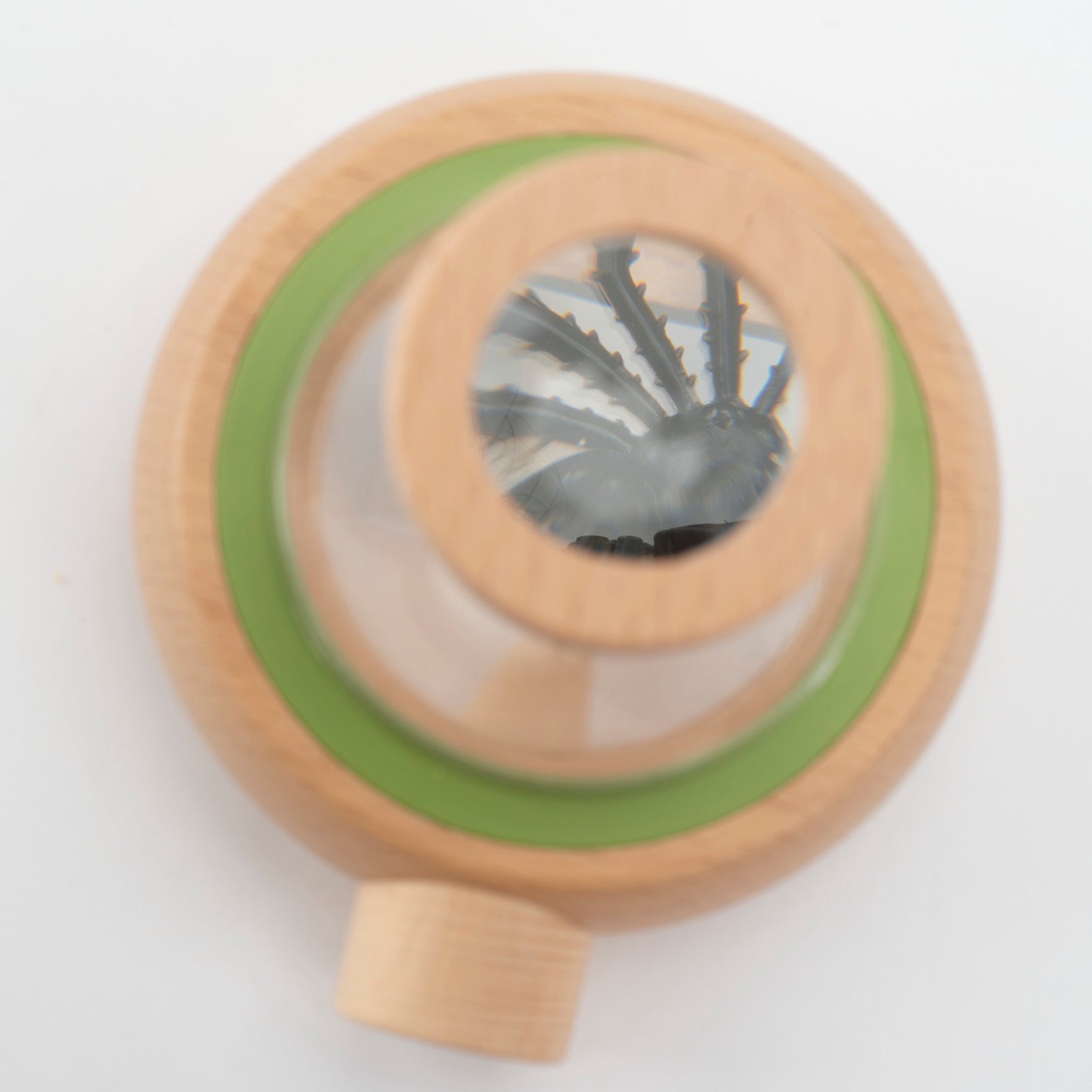 Large insect observation box