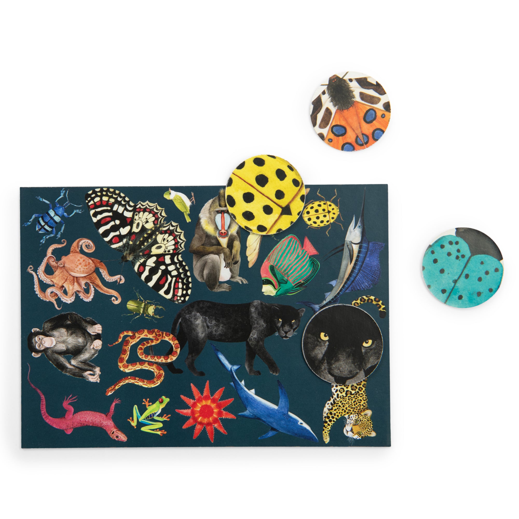 Gioco cerca e trova, Animali del mondo