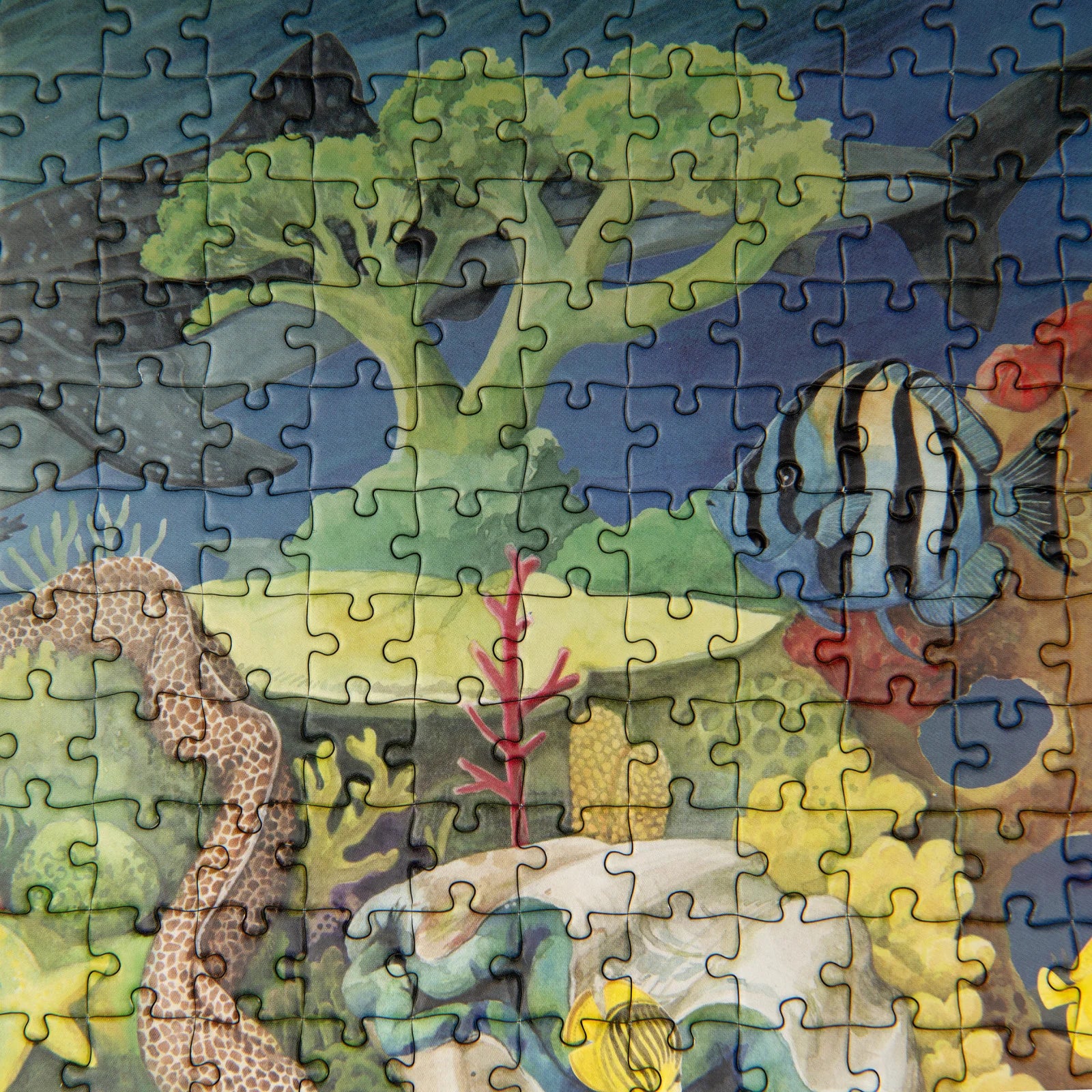 Puzzle Le récif corallien 1000 pcs