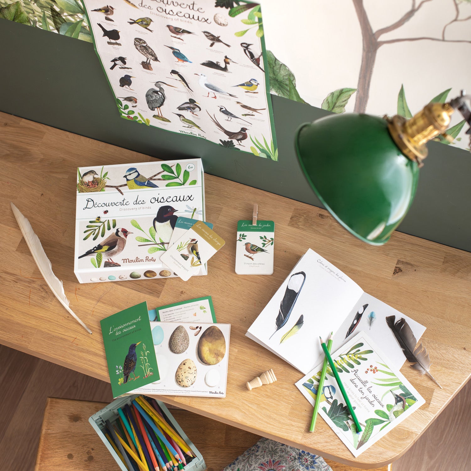 Bird Discovery Box (French/English)