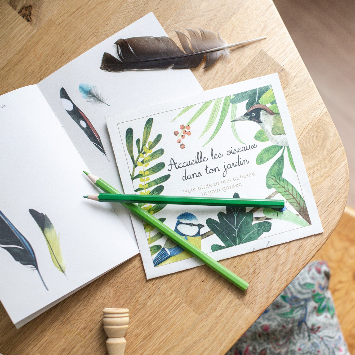 Bird Discovery Box (French/English)